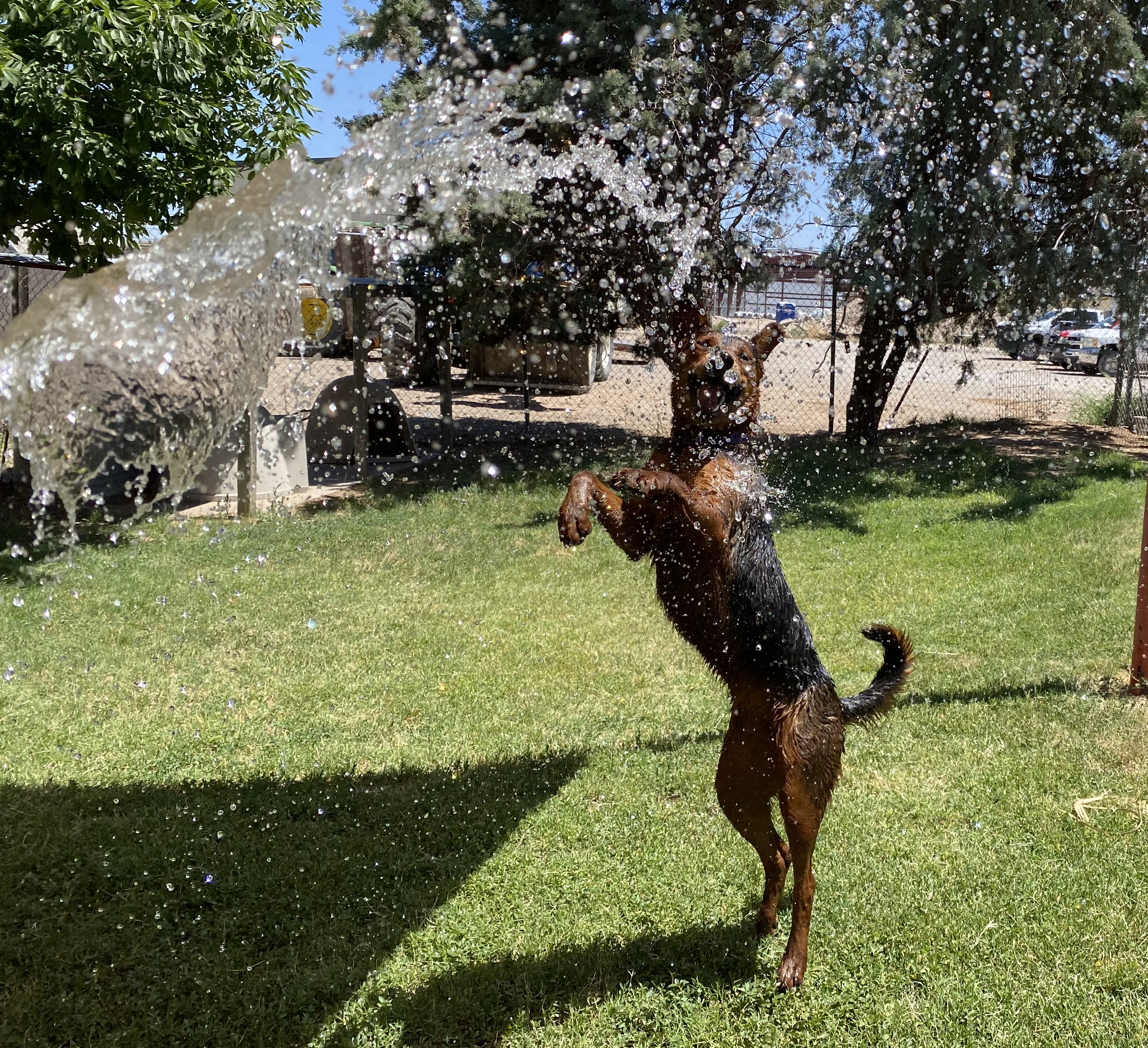 Caramel, a Adoptable Labrador Retriever in El Paso, TX image 5/6