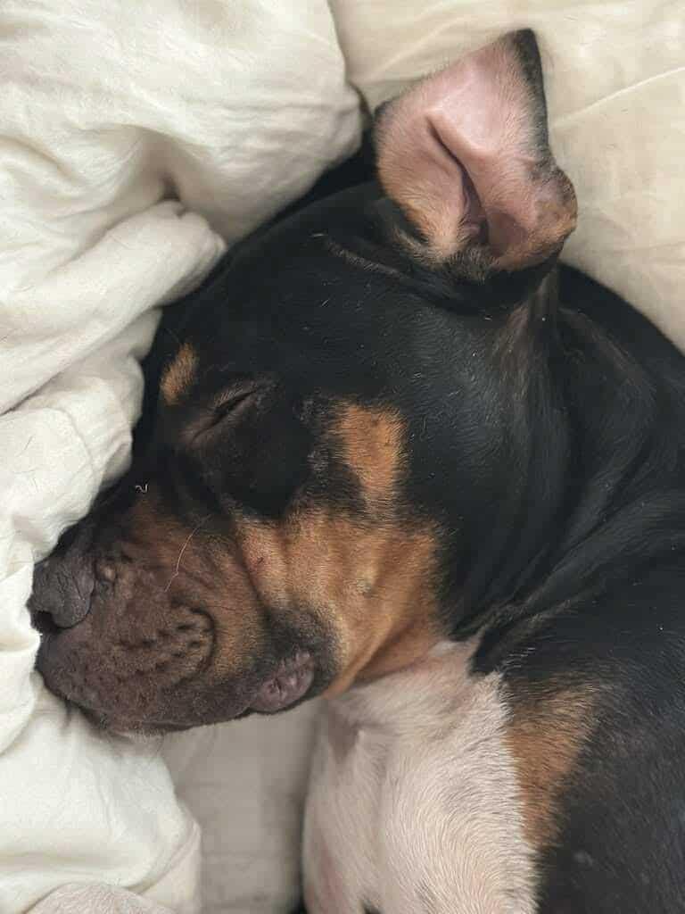 Kevin CL, Adoptable, Adult Male Rottweiler & Doberman Pinscher.