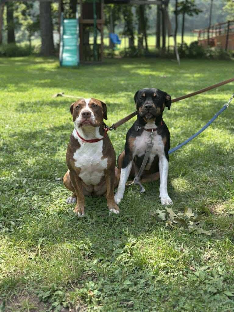 Kevin CL, a Adoptable mixed breed in Kansas City, MO image 3/6