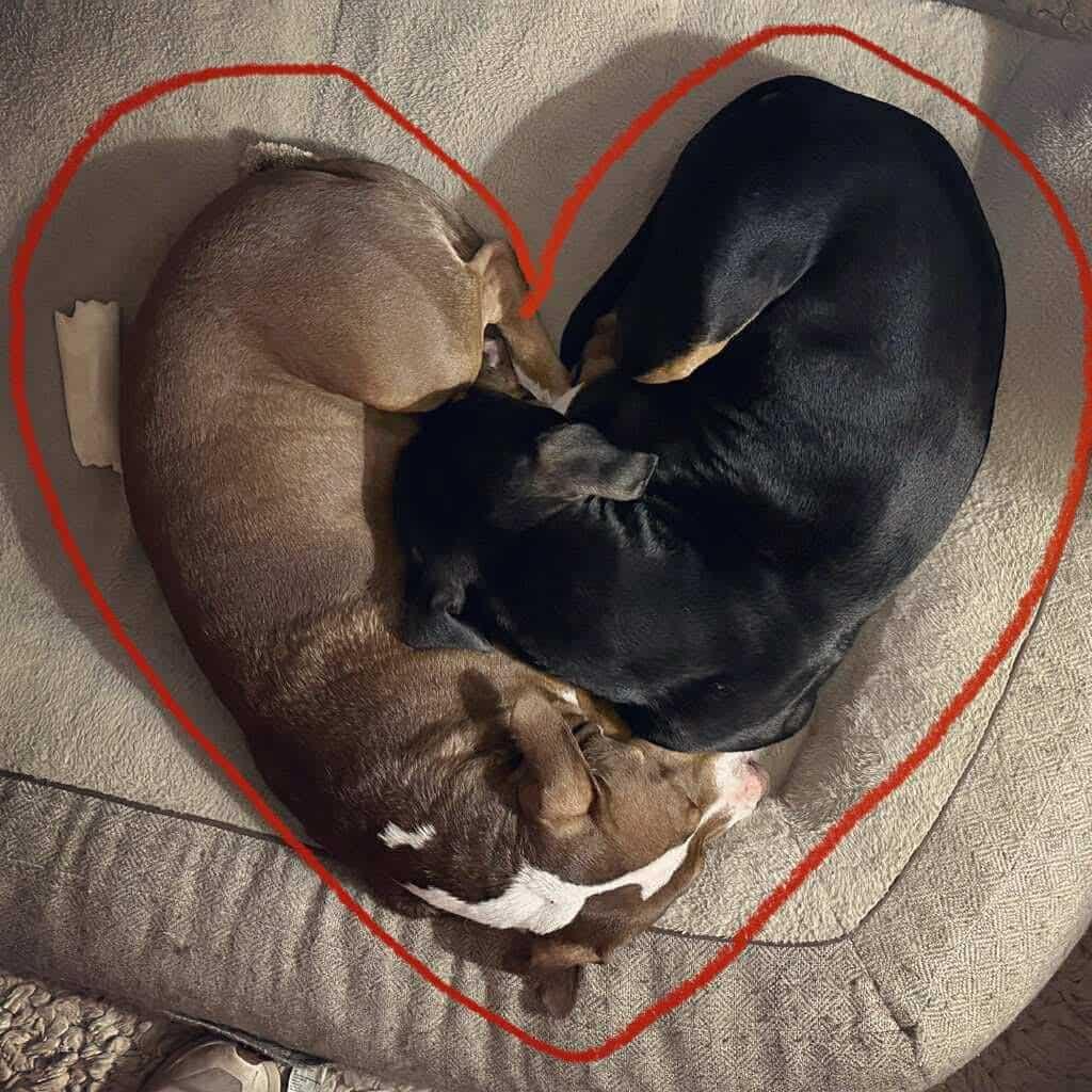 Kevin CL, a Adoptable mixed breed in Kansas City, MO image 5/6