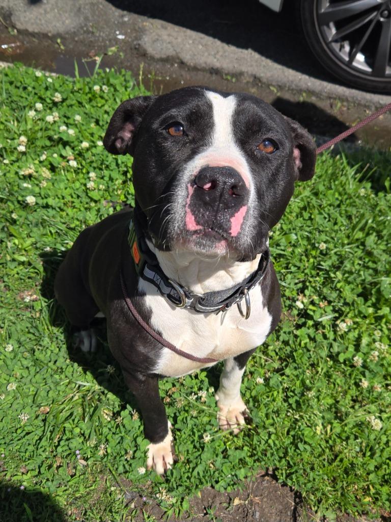 Belle, ADOPTABLE, Young Female Pit Bull Terrier.