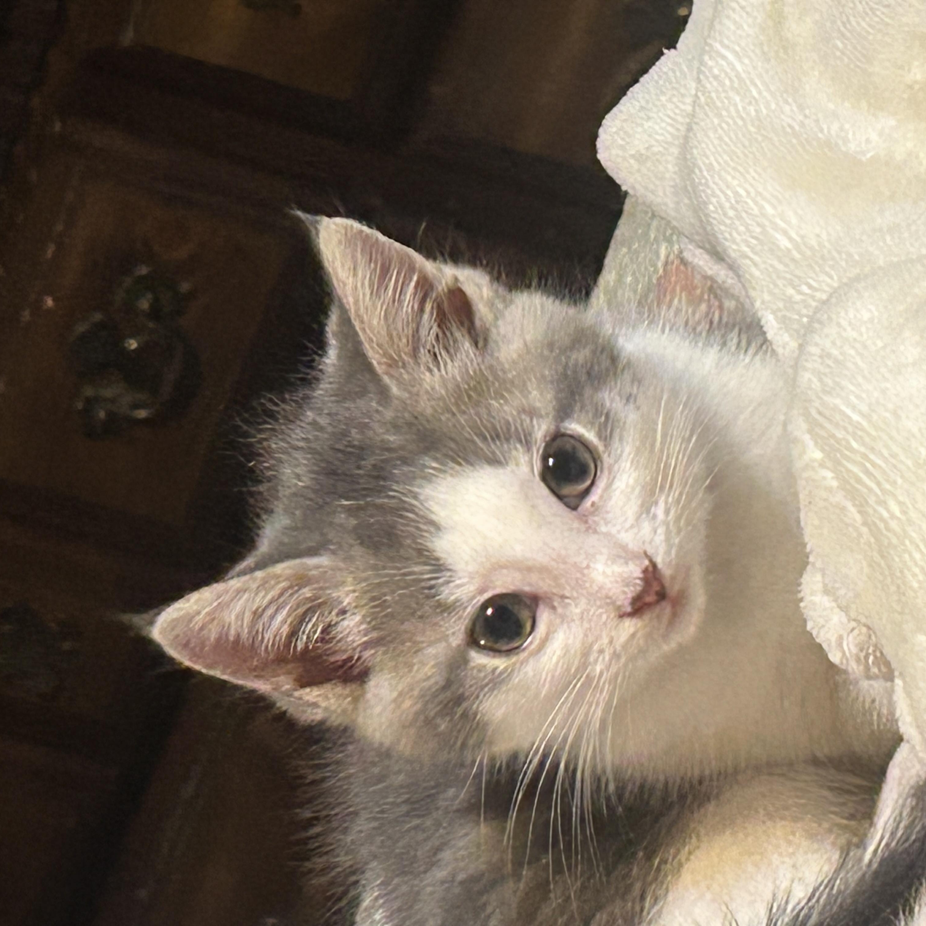Gracie Lou photo 2