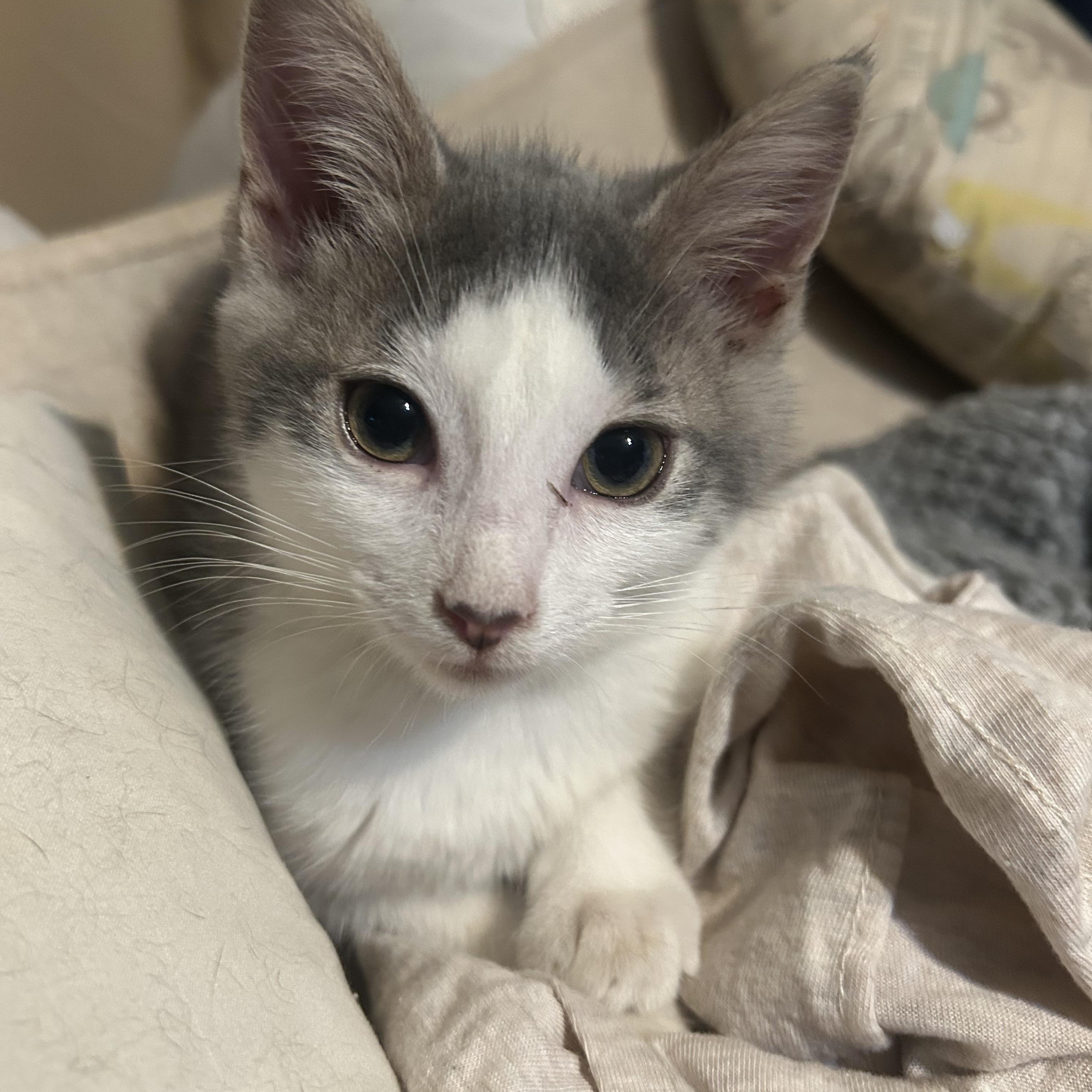 Gracie Lou, Baby Female Domestic Short Hair