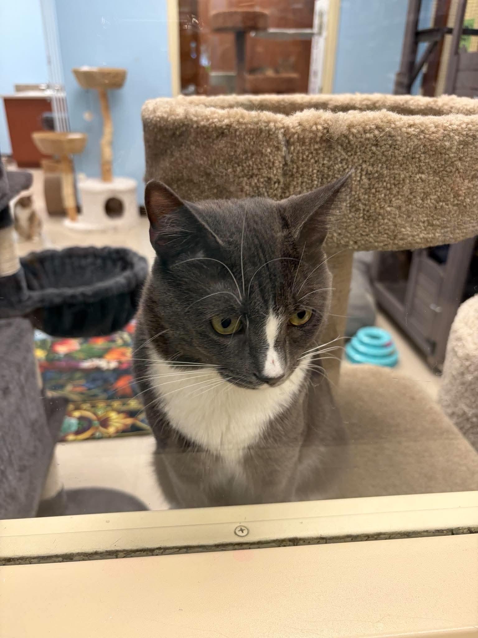 Grady, a ADOPTABLE Domestic Short Hair in Rochester, NY image 2/6