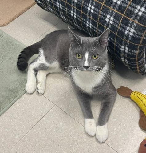 Grady, a ADOPTABLE Domestic Short Hair in Rochester, NY image 1/2