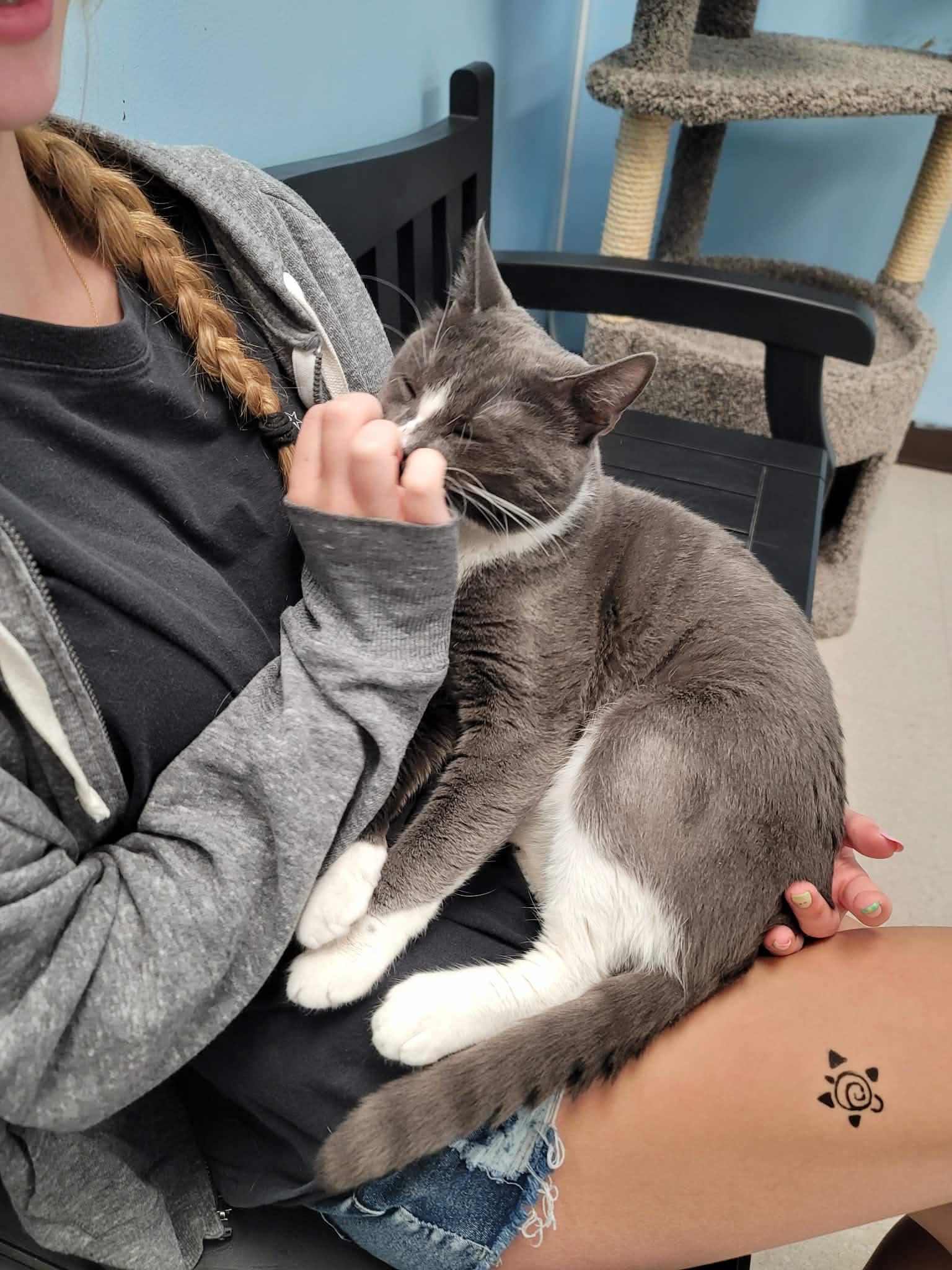 Grady, a ADOPTABLE Domestic Short Hair in Rochester, NY image 4/6