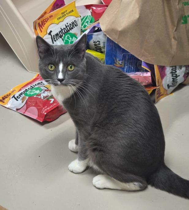 Grady, a ADOPTABLE Domestic Short Hair in Rochester, NY image 2/2
