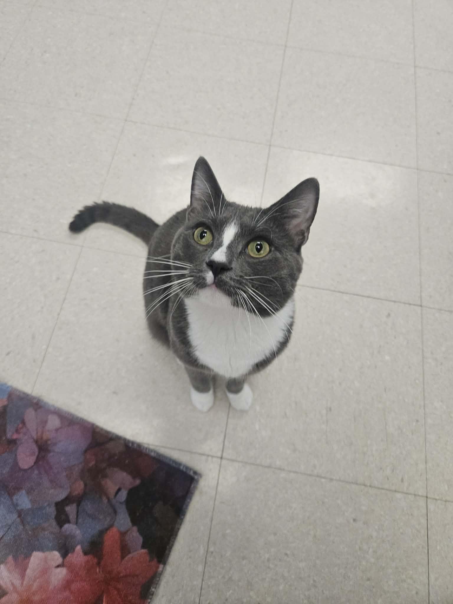 Grady, a ADOPTABLE Domestic Short Hair in Rochester, NY image 5/6