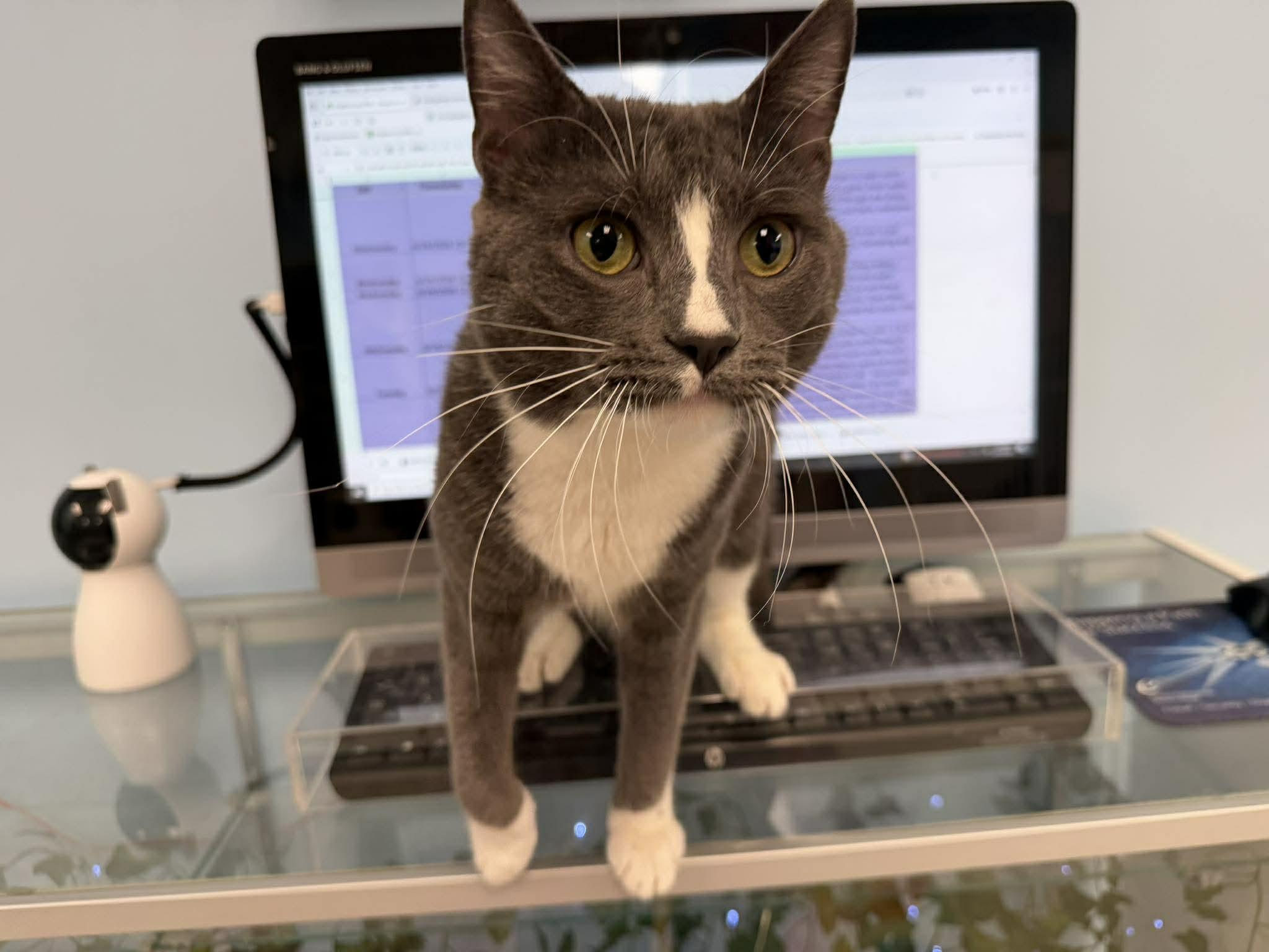 Grady, a ADOPTABLE Domestic Short Hair in Rochester, NY image 1/6