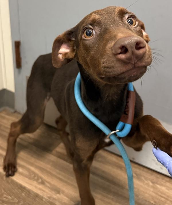 Tucker, Adoptable, Young Male Doberman Pinscher.