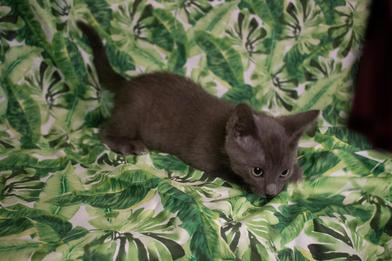 Enlarge Rainey, an adopted Russian Blue in Renton, WA image 5/6