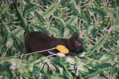 Enlarge Rainey, an adopted Russian Blue in Renton, WA image 6/6