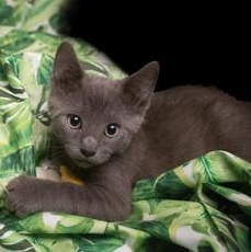 Enlarge Rainey, an adopted Russian Blue in Renton, WA image 2/6