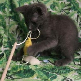 Rainey, adopted, Kitten Male Russian Blue.