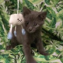 Enlarge Rainey, an adopted Russian Blue in Renton, WA image 4/6