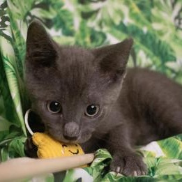 Enlarge Rainey, an adopted Russian Blue in Renton, WA image 3/6