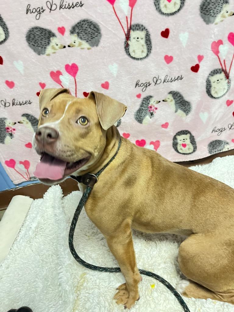 Valentine (Phoebe), Adoptable, Young Female Mixed Breed.