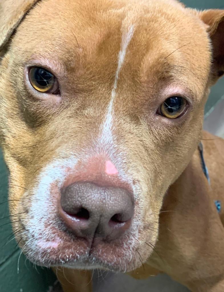 Enlarge Valentine (Phoebe), a Adoptable Mixed Breed in New Manchester, WV image 4/6