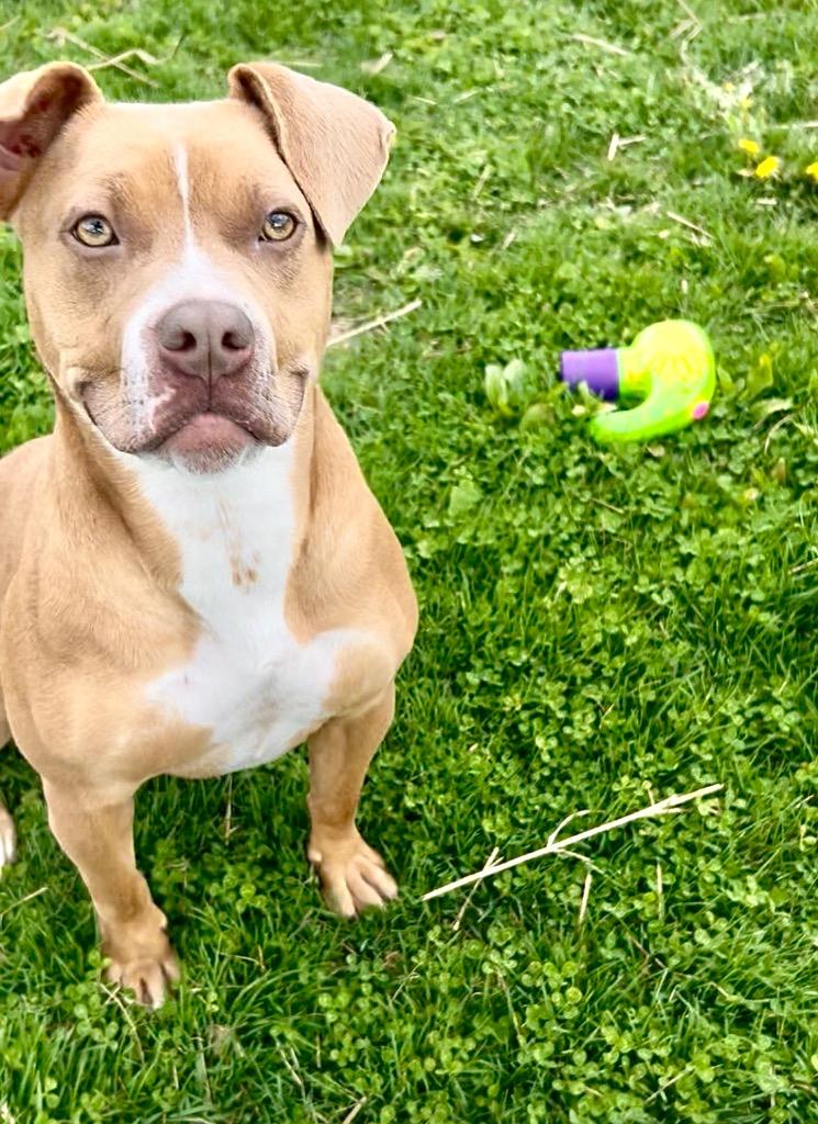 Enlarge Valentine (Phoebe), a Adoptable Mixed Breed in New Manchester, WV image 6/6