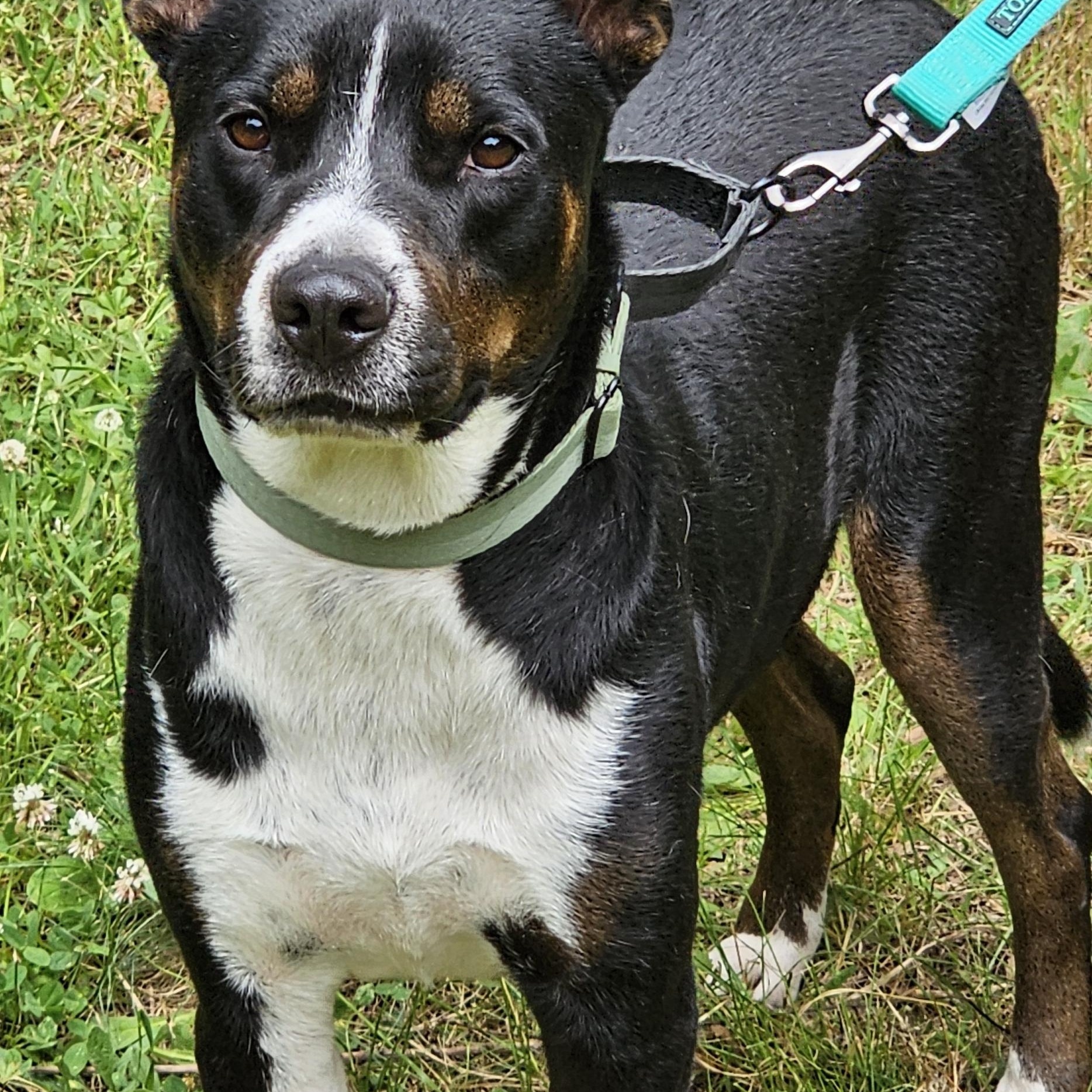 Shep, a Adoptable mixed breed in Haddonfield, NJ image 2/4