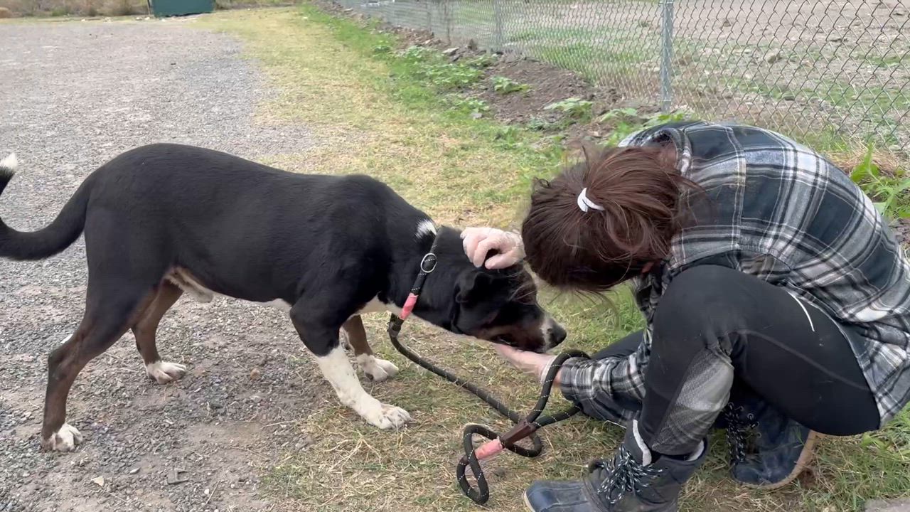 Enlarge Shep, a Adoptable mixed breed in Haddonfield, NJ video 3/4