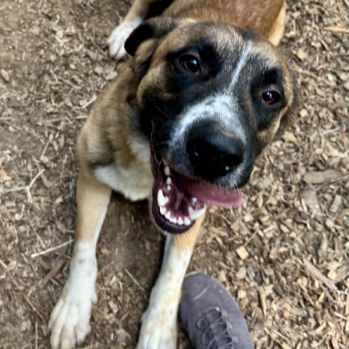 Enlarge Cowboy, a ADOPTABLE mixed breed in Wando, SC image 5/6
