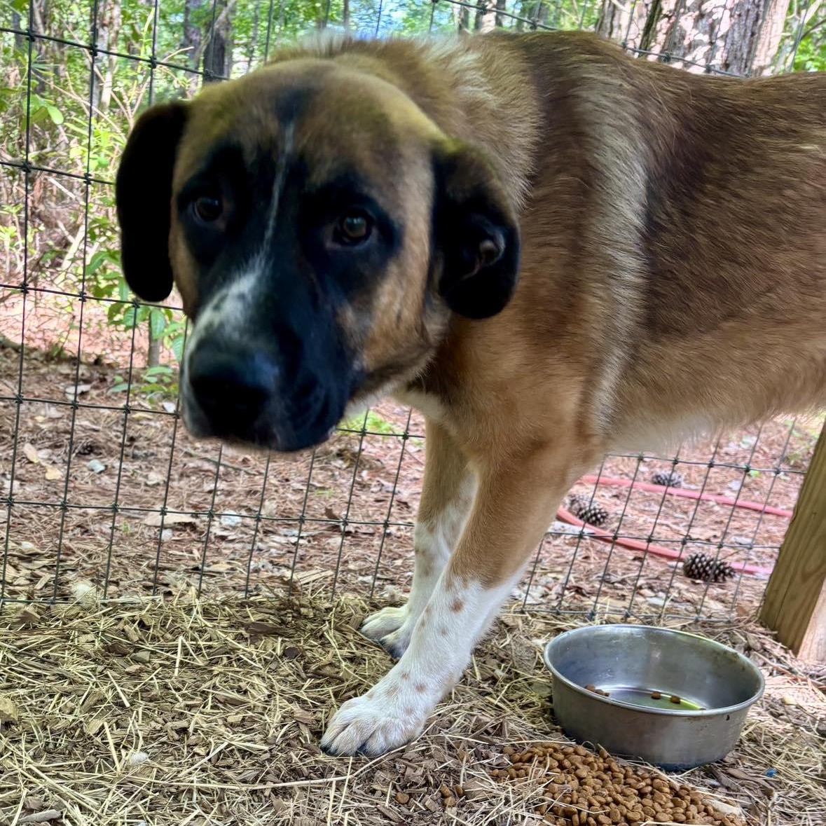 Enlarge Cowboy, a ADOPTABLE mixed breed in Wando, SC image 3/6