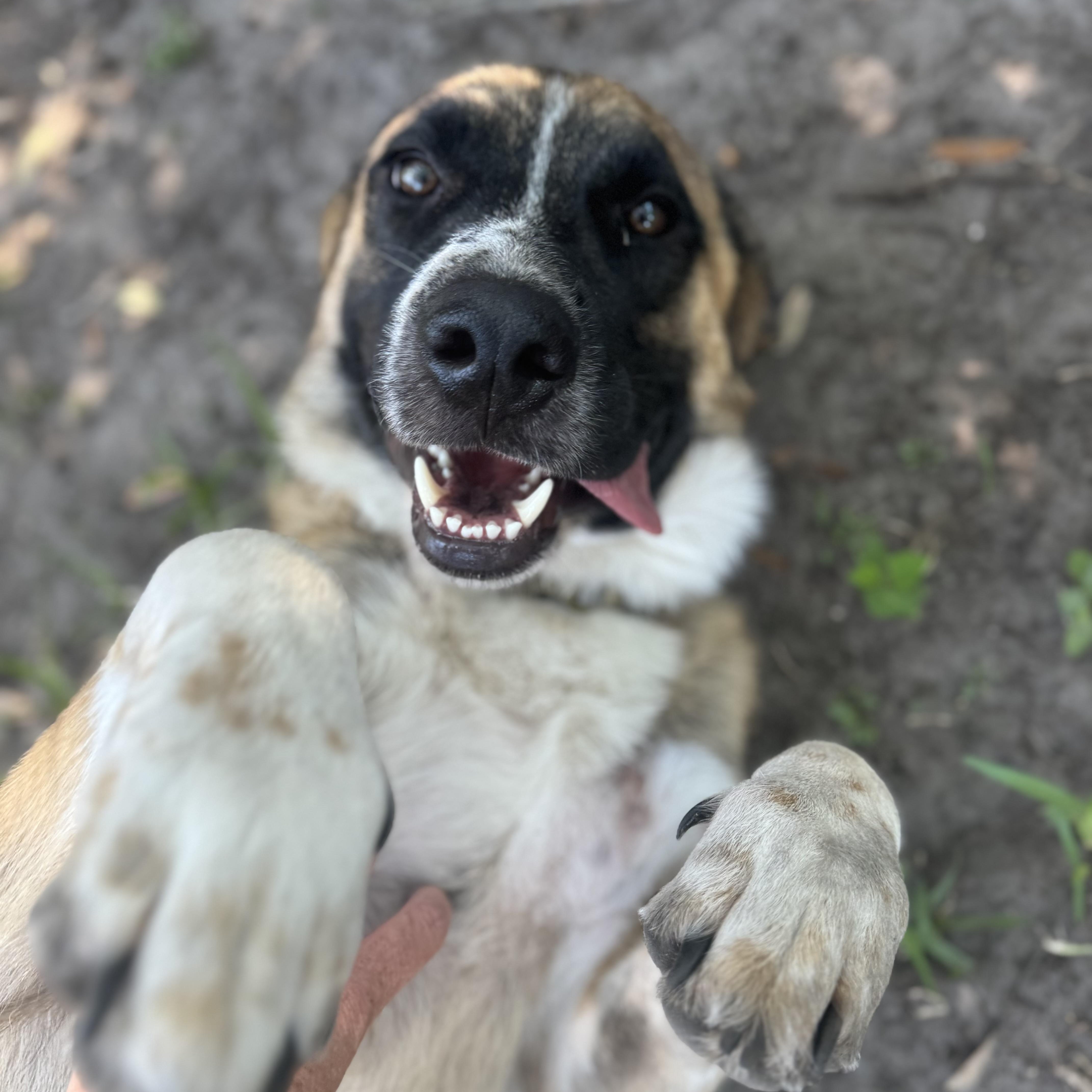 Cowboy, a ADOPTABLE mixed breed in Wando, SC image 4/6
