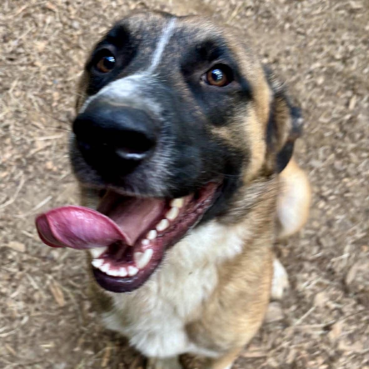Enlarge Cowboy, a ADOPTABLE mixed breed in Wando, SC image 2/6