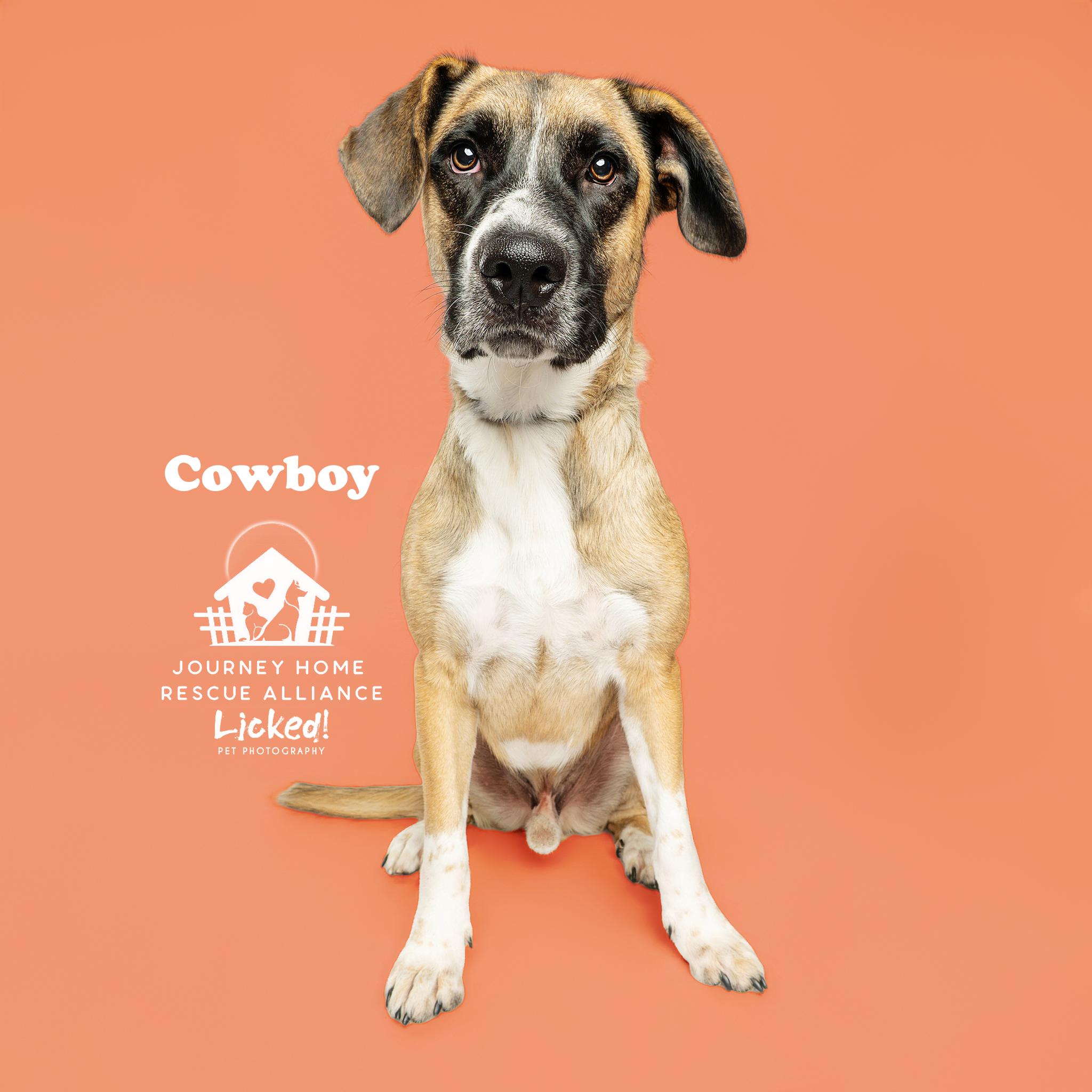 Cowboy, an adoptable mixed breed in Wando, SC image 5/6