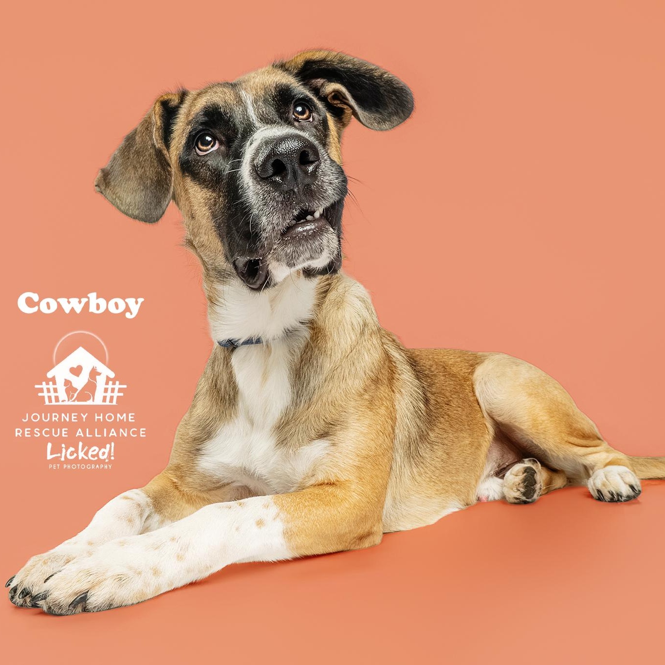Cowboy, an adoptable mixed breed in Wando, SC image 6/6