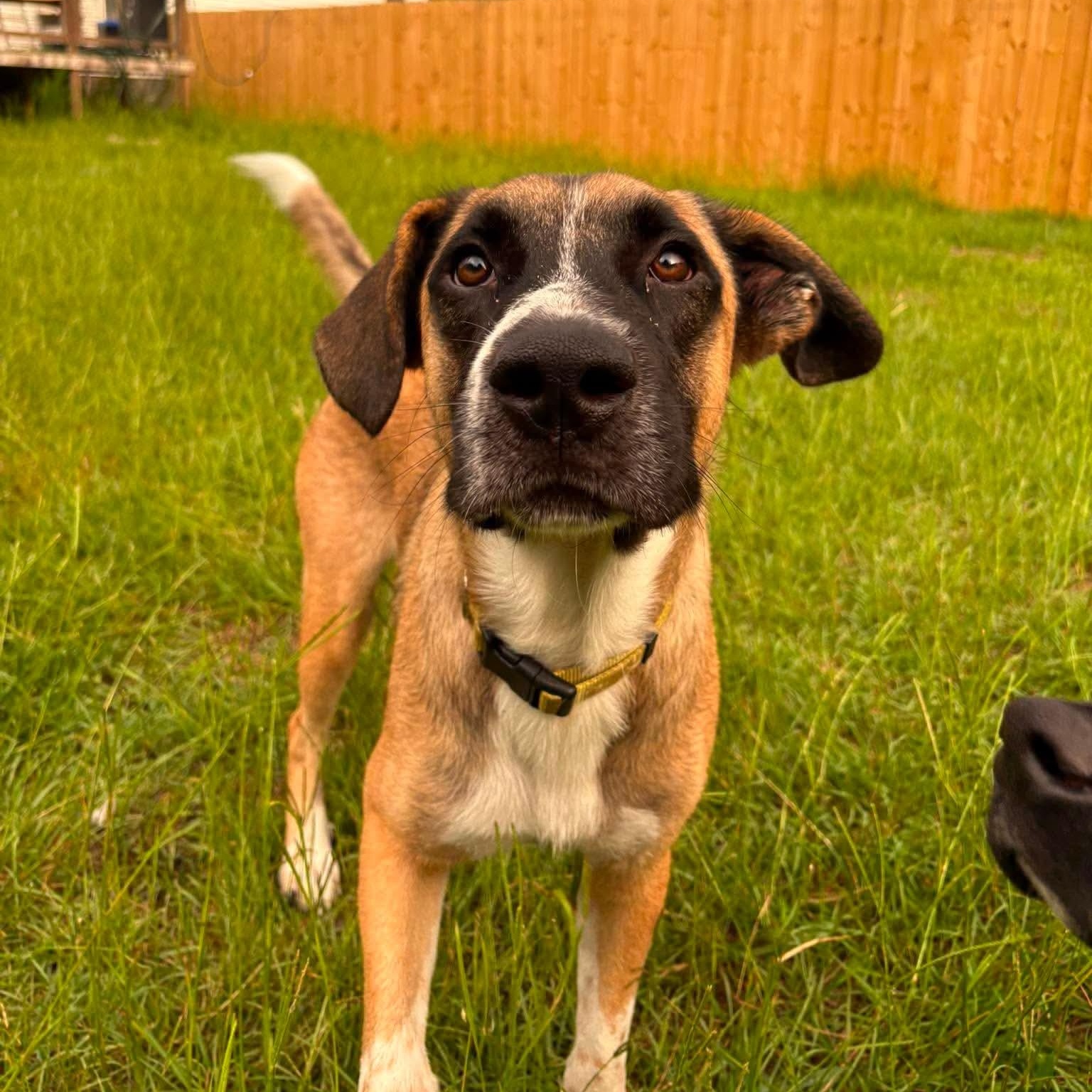 Cowboy, an adoptable mixed breed in Wando, SC image 2/6