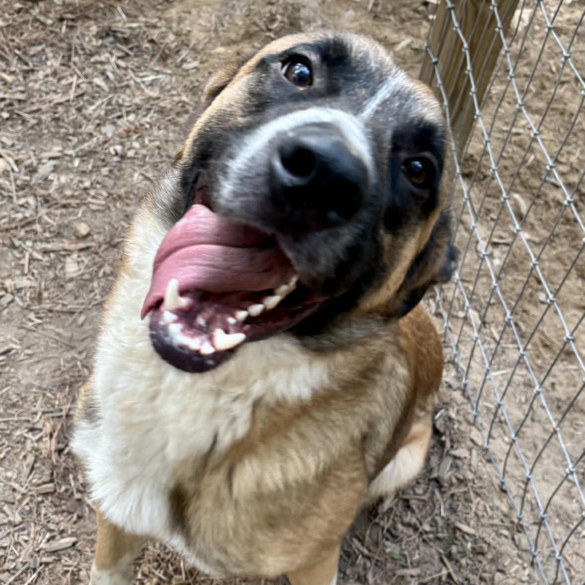 Enlarge Cowboy, a ADOPTABLE mixed breed in Wando, SC image 1/6