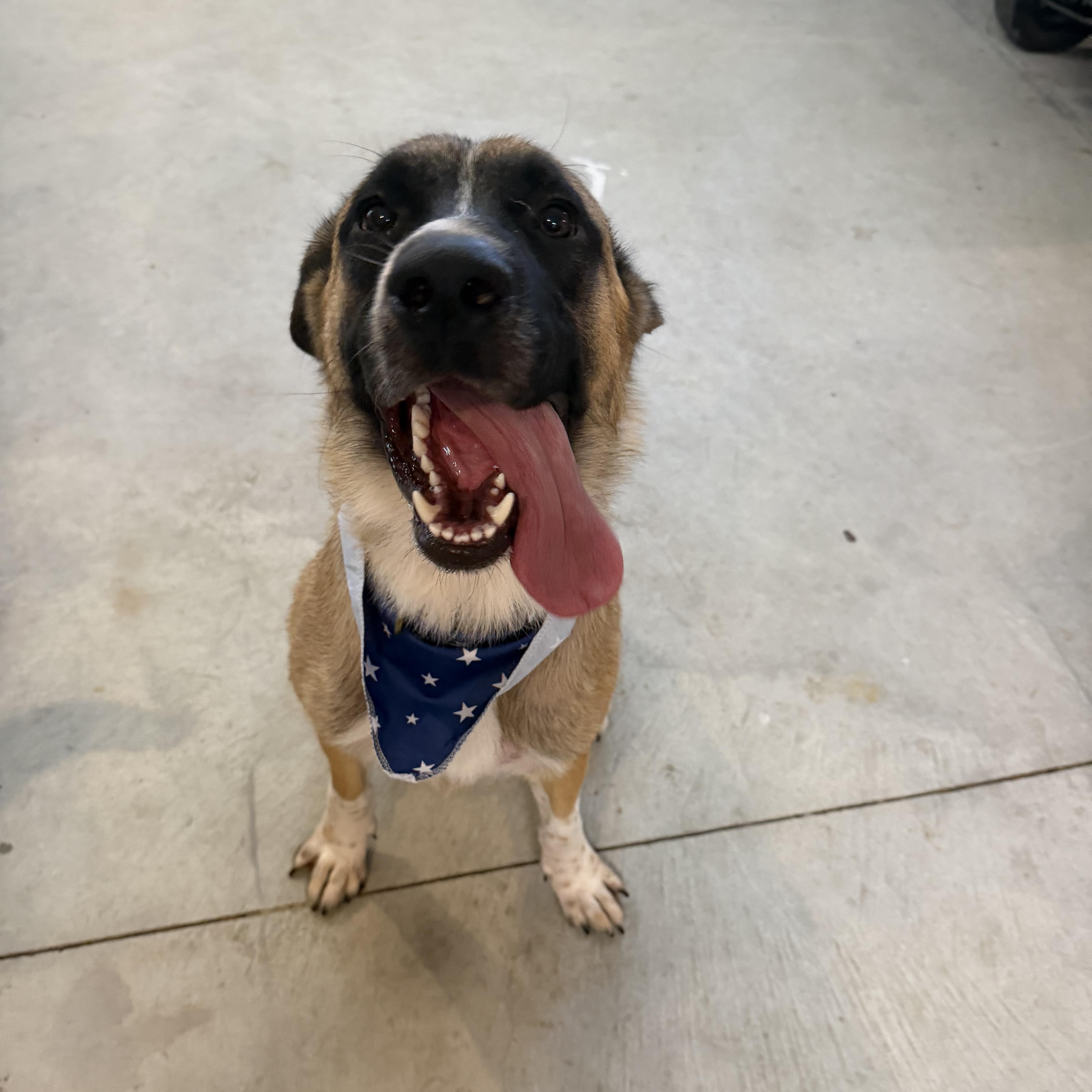 Cowboy, ADOPTABLE, Young Male Anatolian Shepherd.