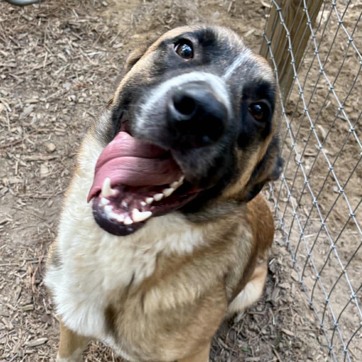 Enlarge Cowboy, a ADOPTABLE mixed breed in Wando, SC image 6/6