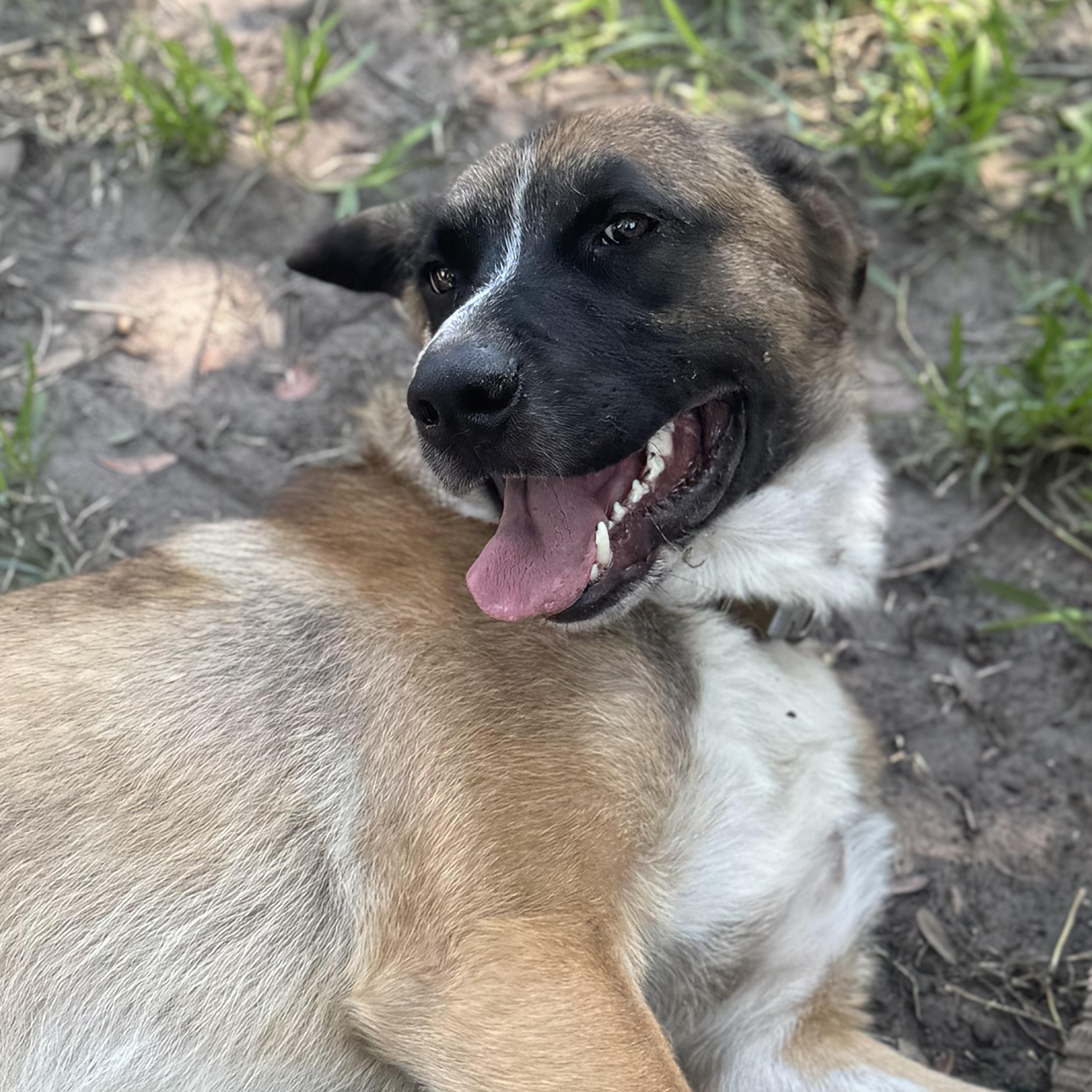 Cowboy, a ADOPTABLE mixed breed in Wando, SC image 3/6