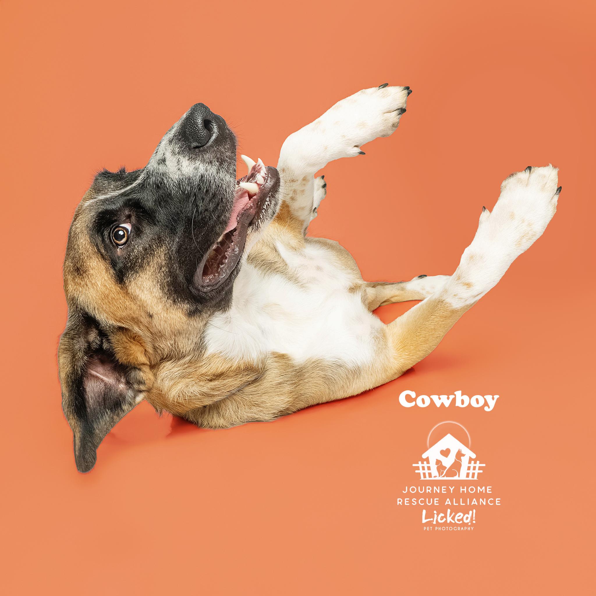 Cowboy, an adoptable mixed breed in Wando, SC image 4/6