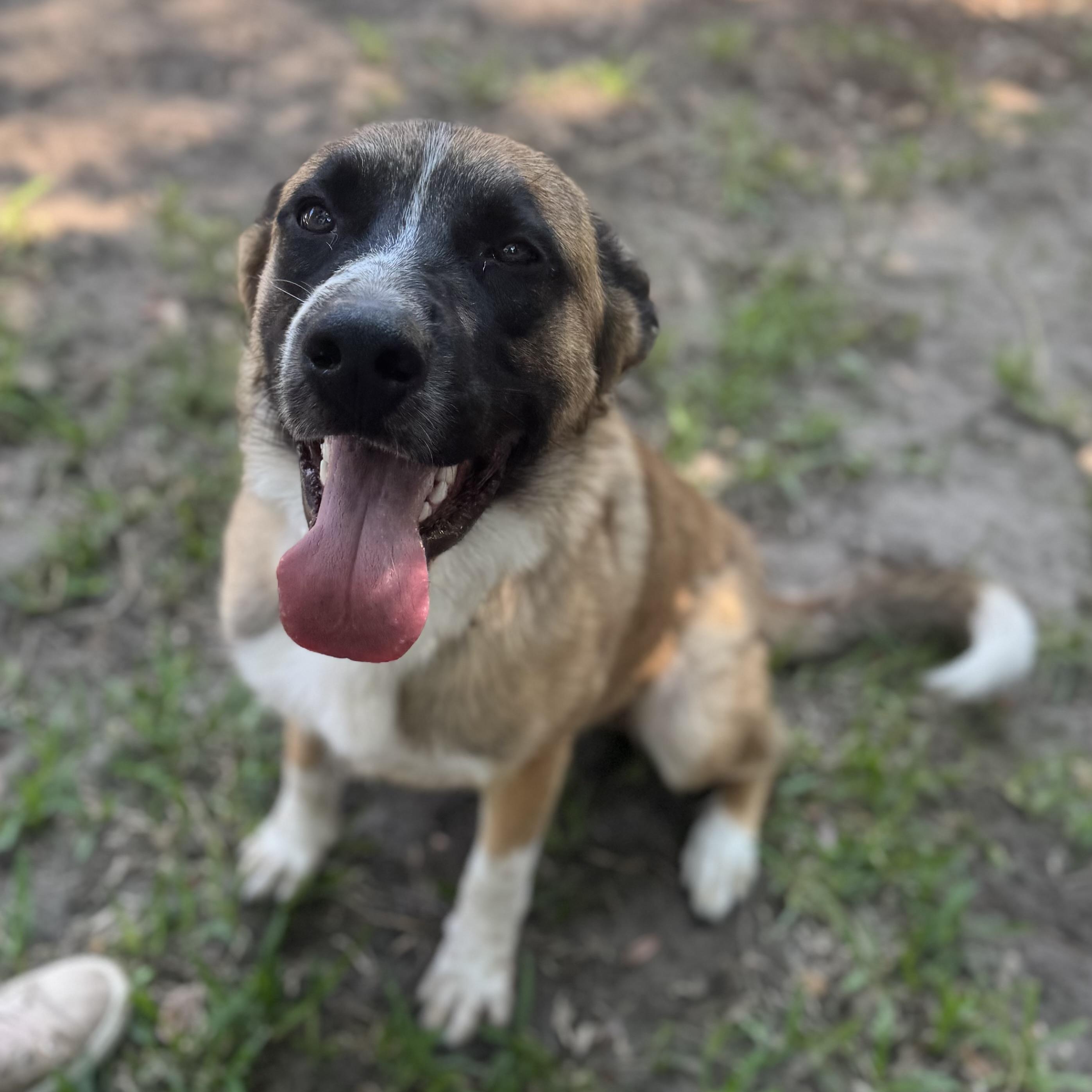 Cowboy, a ADOPTABLE mixed breed in Wando, SC image 2/6