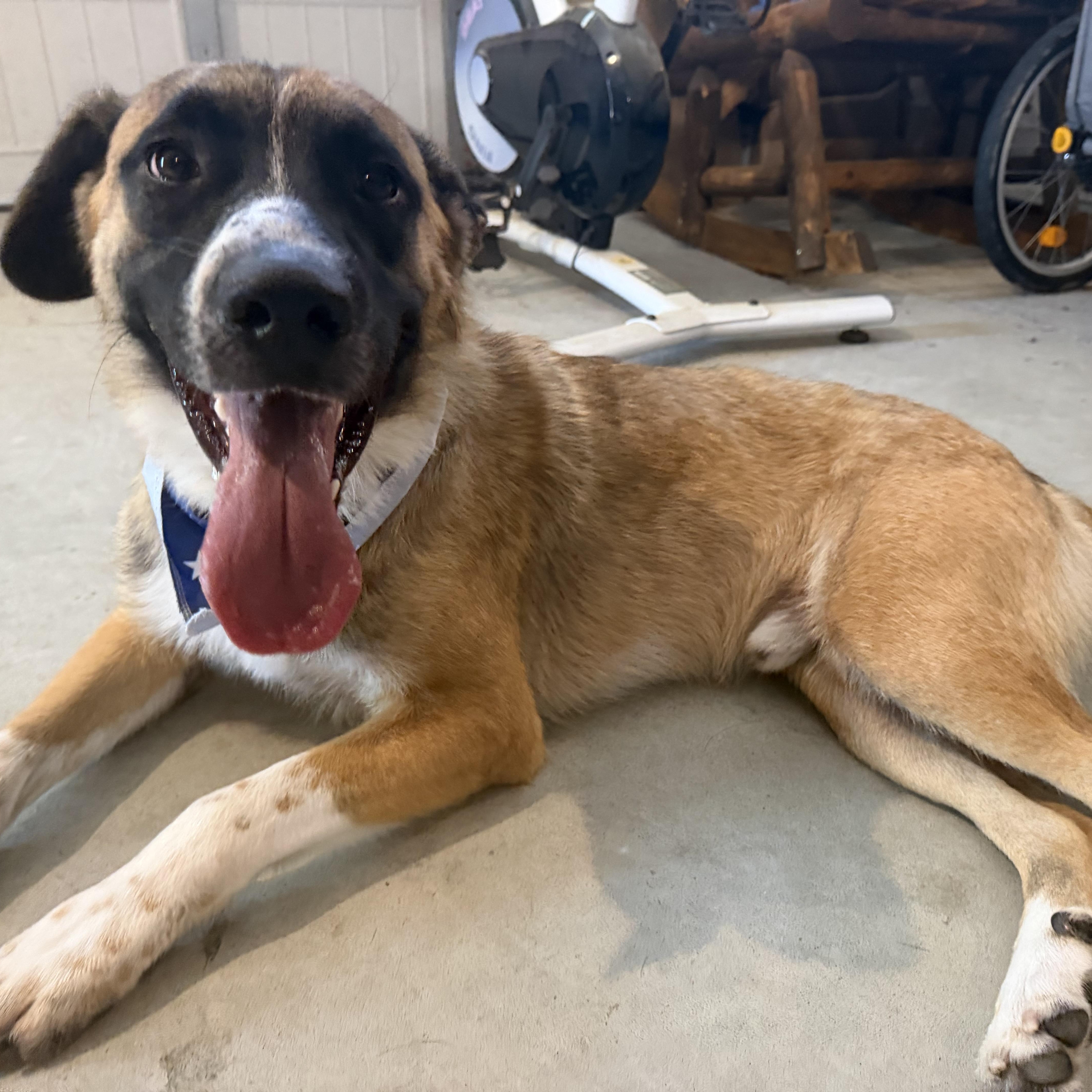 Cowboy, a ADOPTABLE mixed breed in Wando, SC image 6/6
