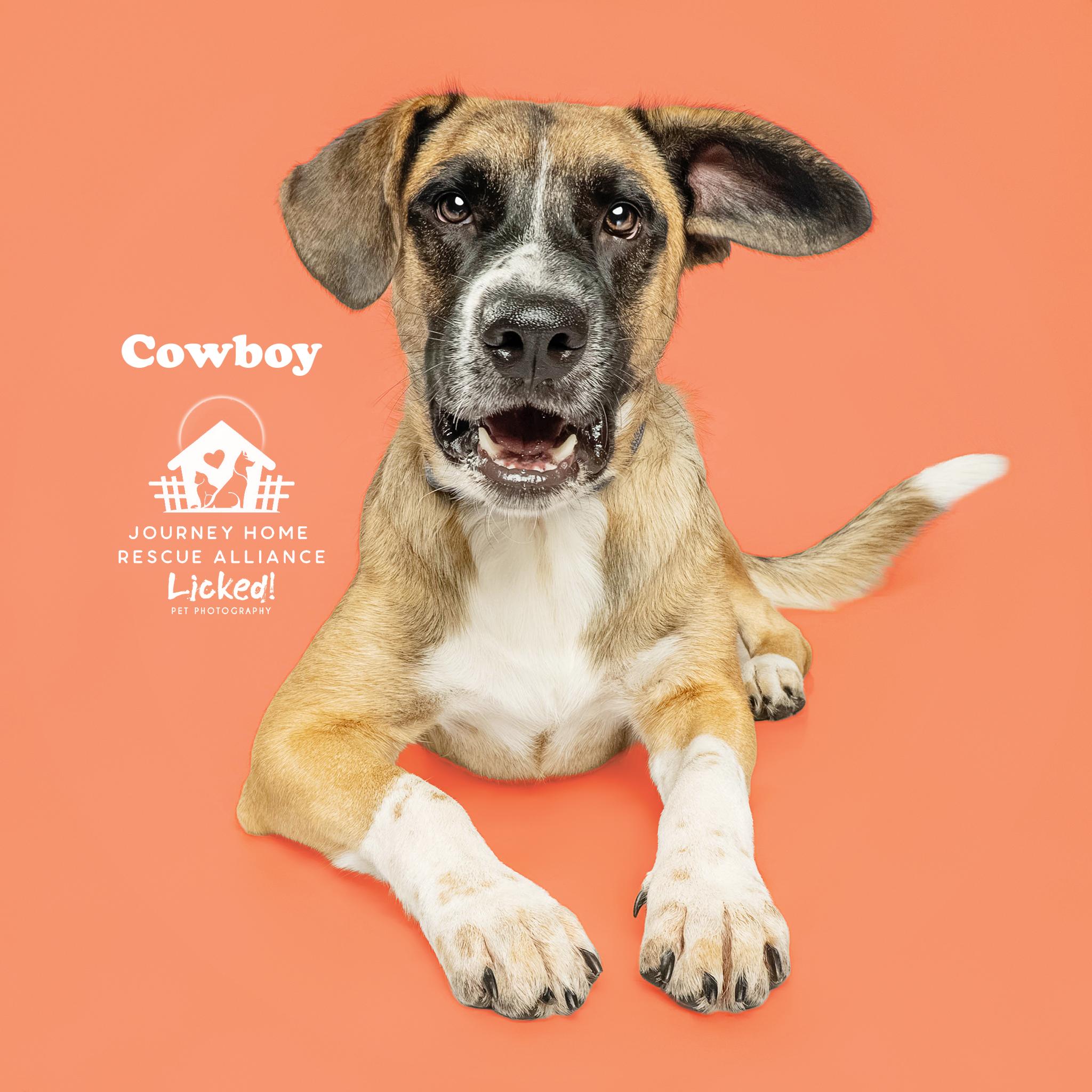 Cowboy, an adoptable mixed breed in Wando, SC image 1/6