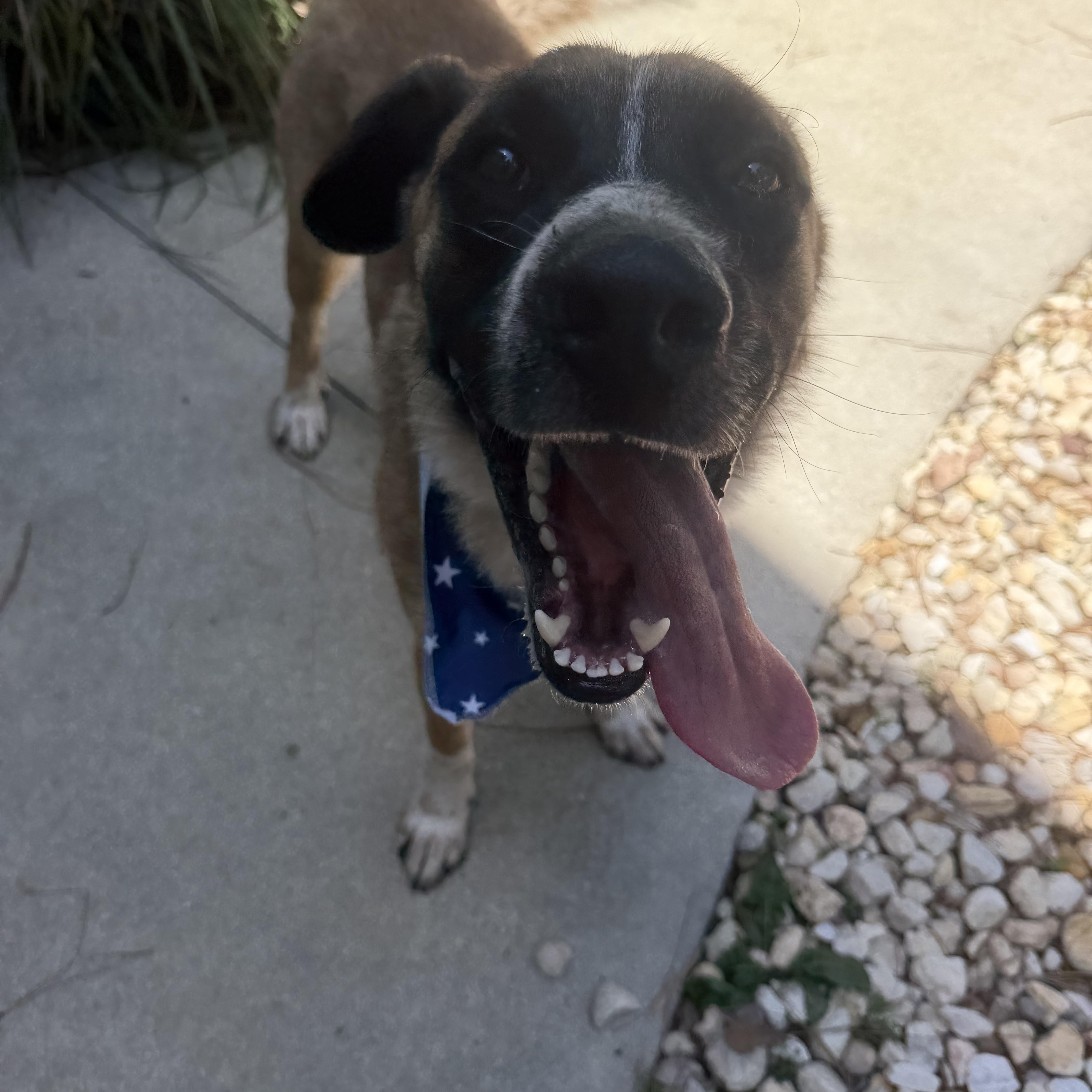 Cowboy, a ADOPTABLE mixed breed in Wando, SC image 5/6