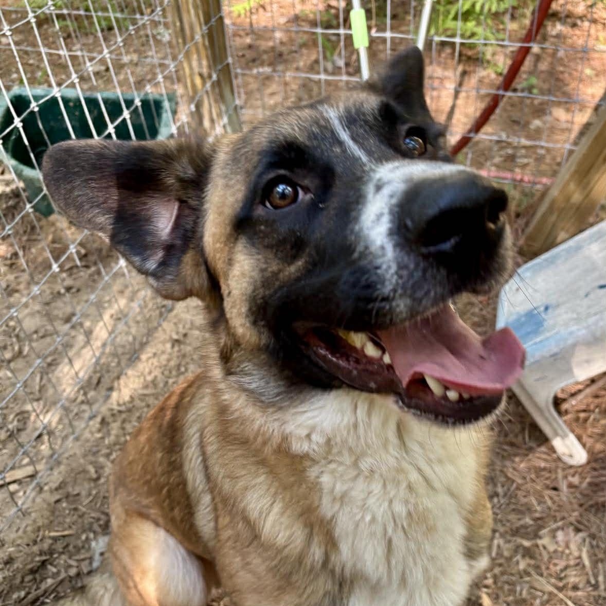 Enlarge Cowboy, a ADOPTABLE mixed breed in Wando, SC image 4/6