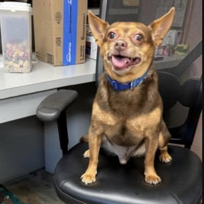 ROCCO, an adopted Chiweenie in Cadiz, OH image 2/3