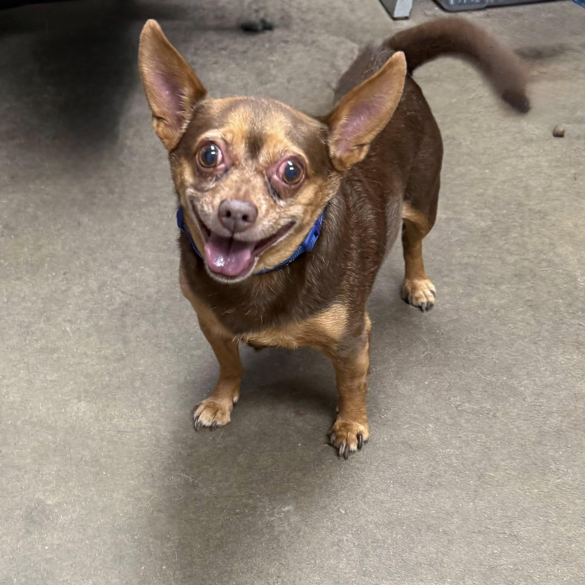 ROCCO, an adopted Chiweenie in Cadiz, OH image 3/3