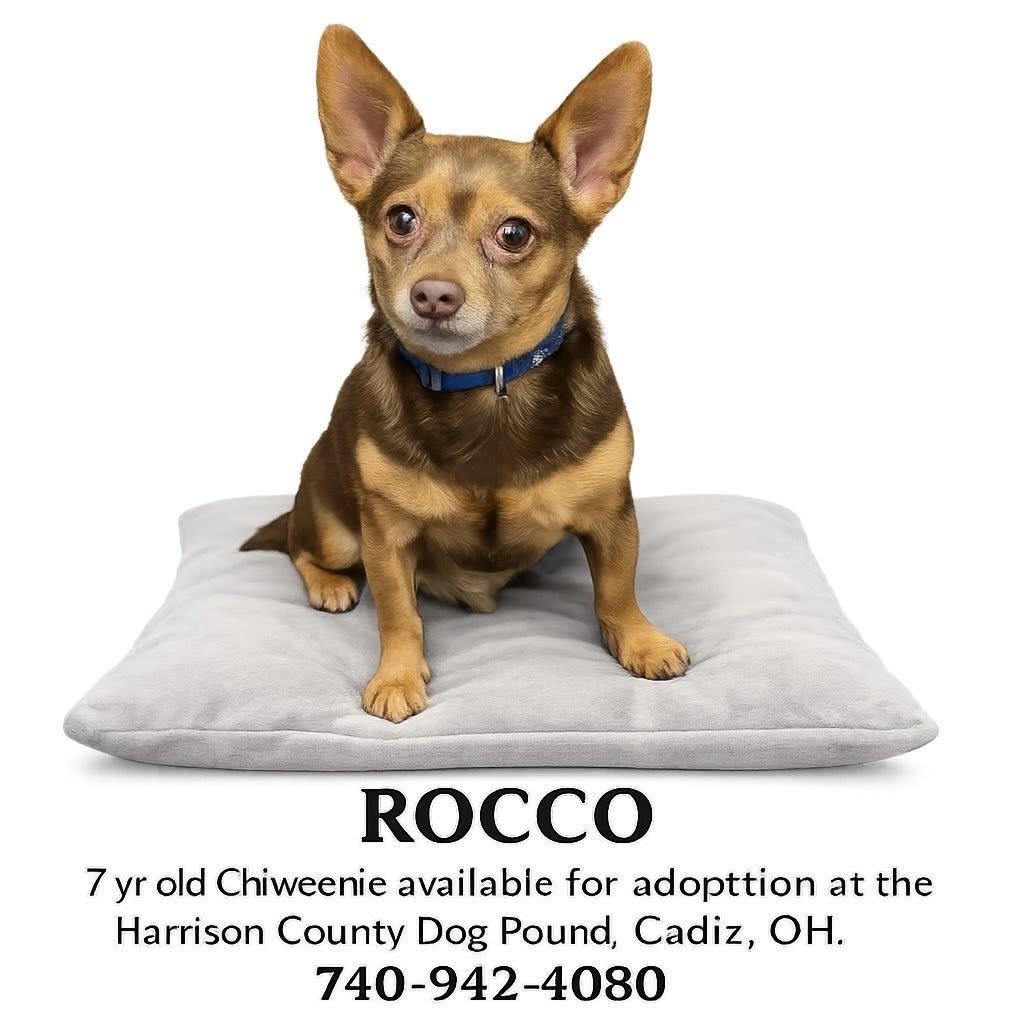 ROCCO, an adopted Chiweenie in Cadiz, OH image 1/3