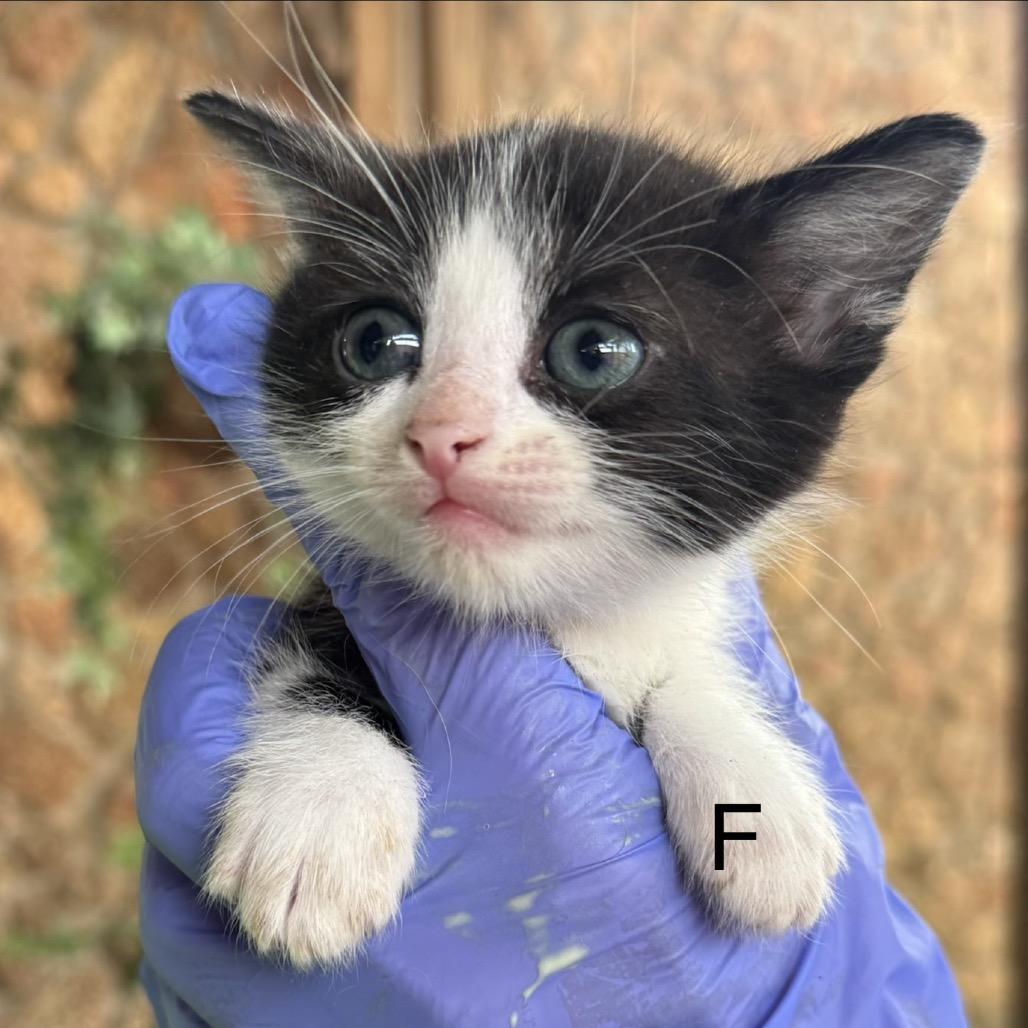 Nellie, Adoptable, Kitten Female Domestic Medium Hair.