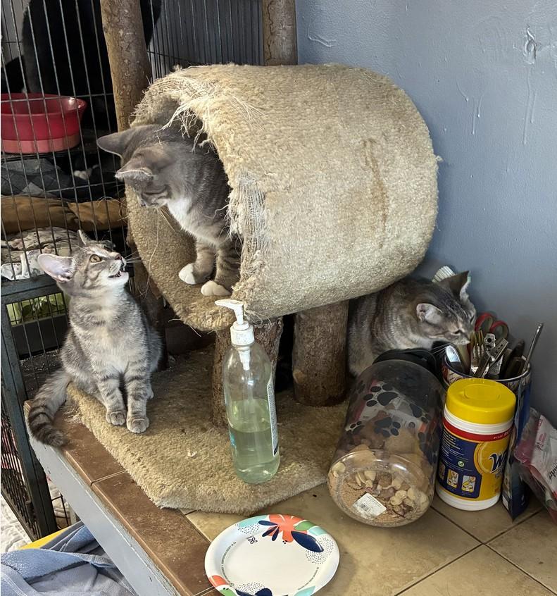 Maggie, Millie, Biscuit & Muffin, Adoptable, Young Male Domestic Short Hair.