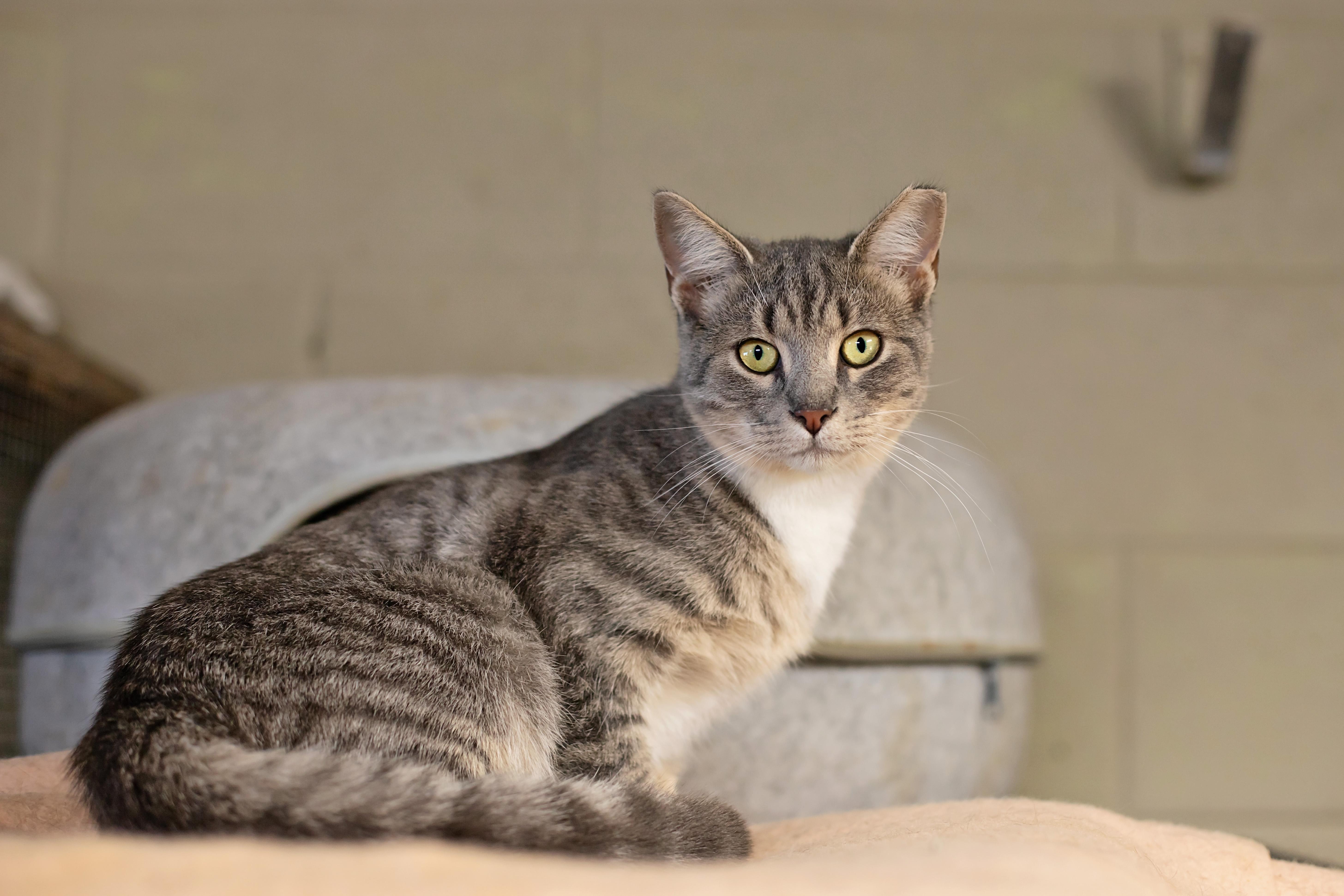 Enlarge Maggie, Millie, Biscuit & Muffin, a Adoptable Domestic Short Hair in Landenberg, PA image 1/3