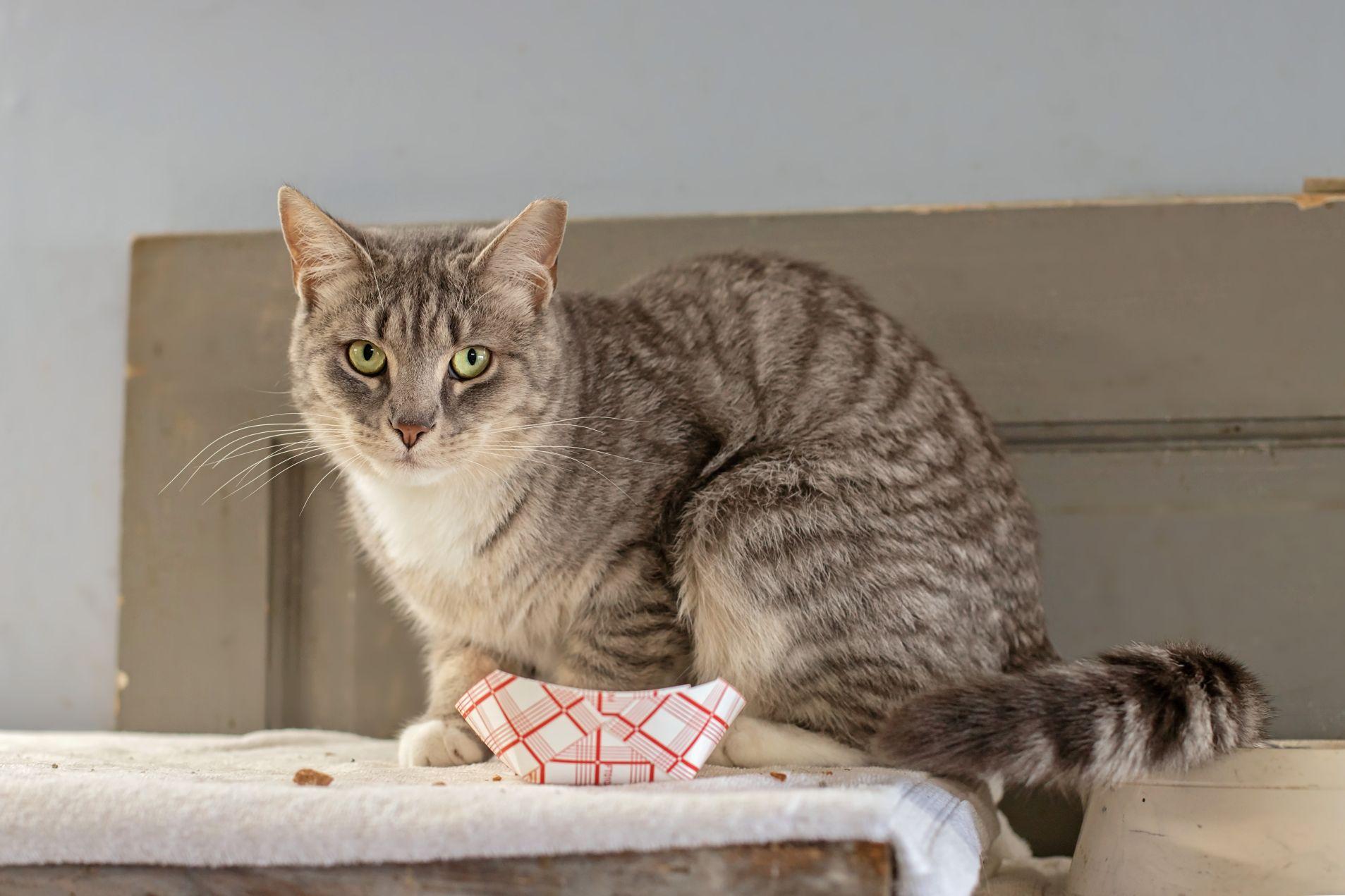 Maggie, Millie & Biscuit, Adoptable, Young Female Domestic Short Hair.