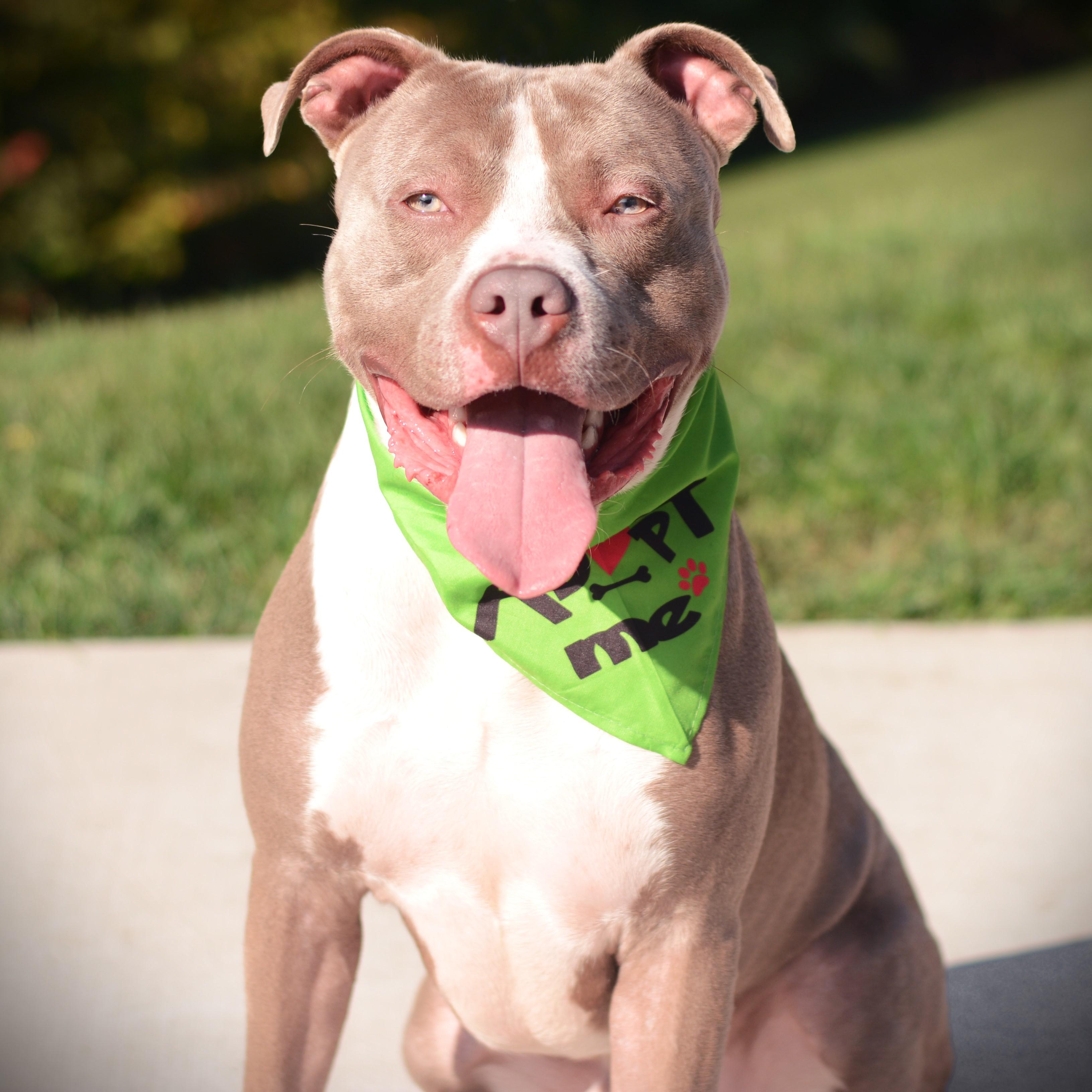Enlarge Peter Pumpkin, a Adoptable mixed breed in Amsterdam, NY image 3/5